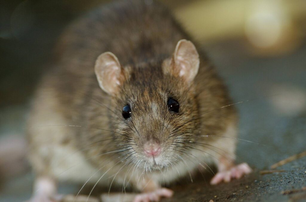 A close-up of a brown rat with dark eyes and whiskers, standing on the ground and facing the camera.